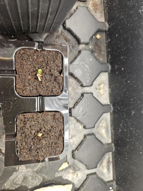 CLOUDLAB 844, Advance Grow Tent 4x4. Week 0