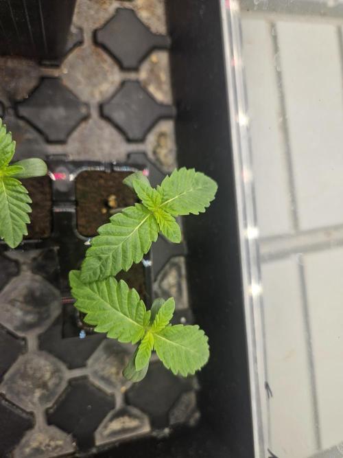 CLOUDLAB 844, Advance Grow Tent 4x4. Week 0