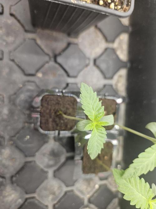 CLOUDLAB 844, Advance Grow Tent 4x4. Week 0