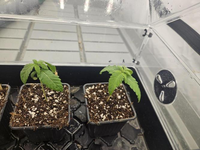 CLOUDLAB 844, Advance Grow Tent 4x4. Week 1