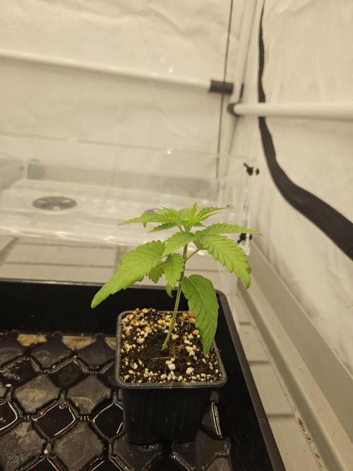 Jackfroot. Week 2