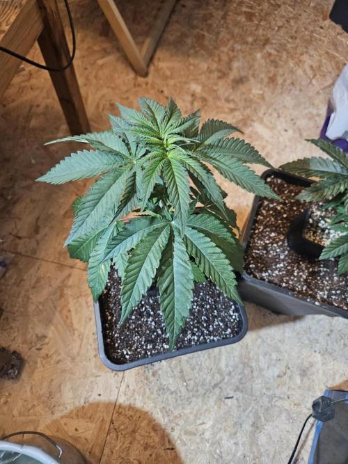 Jackfroot. Week 4 - schaut saftig und stabil aus. ec wird weiter angepasst