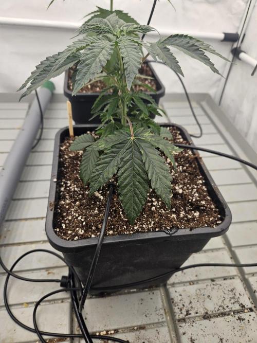 Black Orchard. Week 4