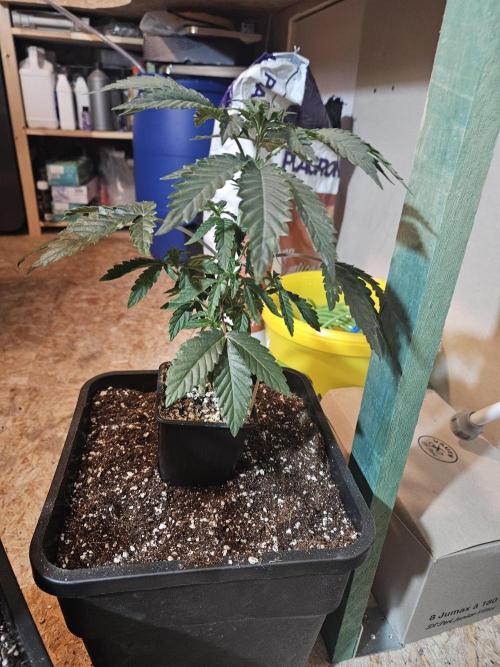 Black Orchard. Week 4