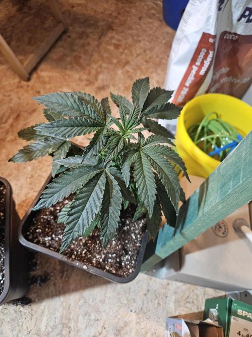 Black Orchard. Week 4