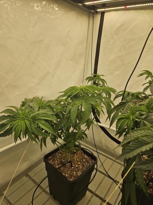 Jackfroot Mutti. Week 6 - leichte defolierung
