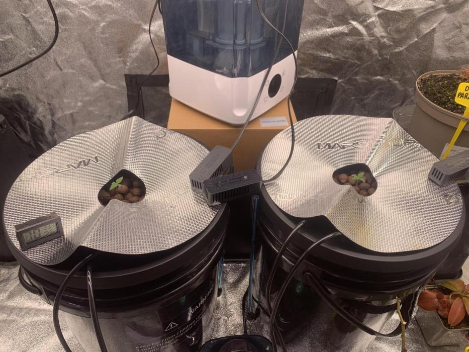 FORBIDDENTZ Paisa seeds hydro. Week 0