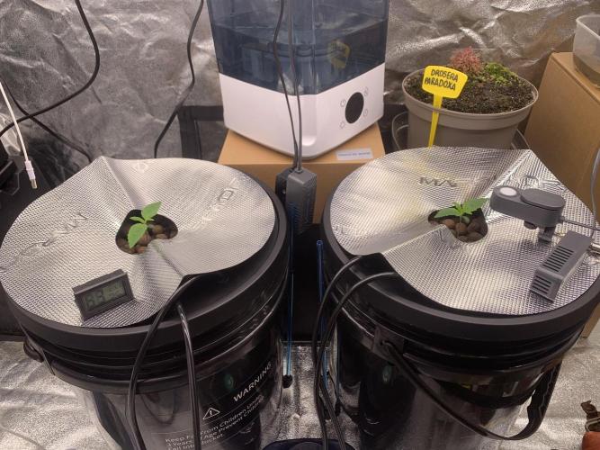 FORBIDDENTZ Paisa seeds hydro. Week 0 - DAY 6
WEEK 1