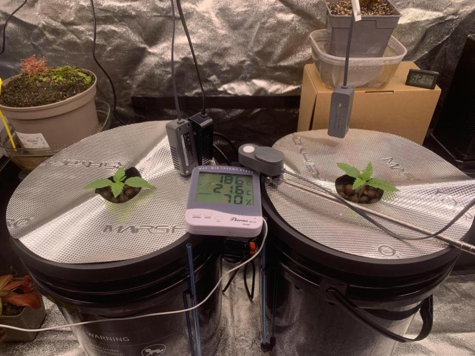 FORBIDDENTZ Paisa seeds hydro. Week 1 - DAY 2
WEEK 2