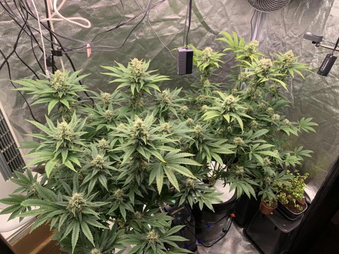 FORBIDDENTZ Paisa seeds hydro. Week 7