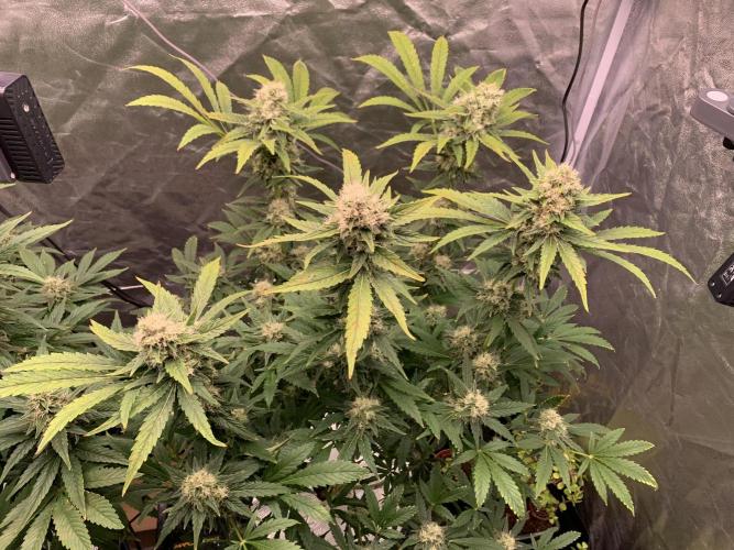 FORBIDDENTZ Paisa seeds hydro. Week 7