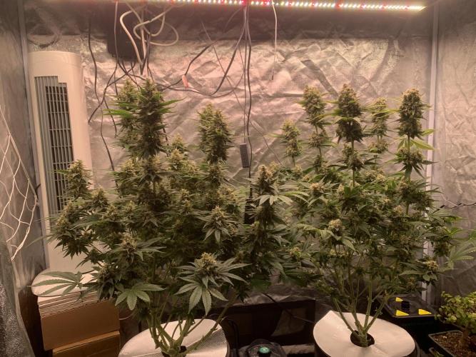 FORBIDDENTZ Paisa seeds hydro. Week 9