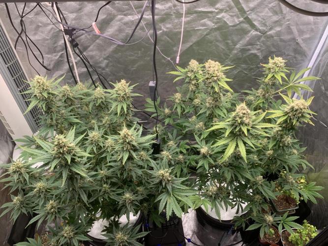 FORBIDDENTZ Paisa seeds hydro. Week 9