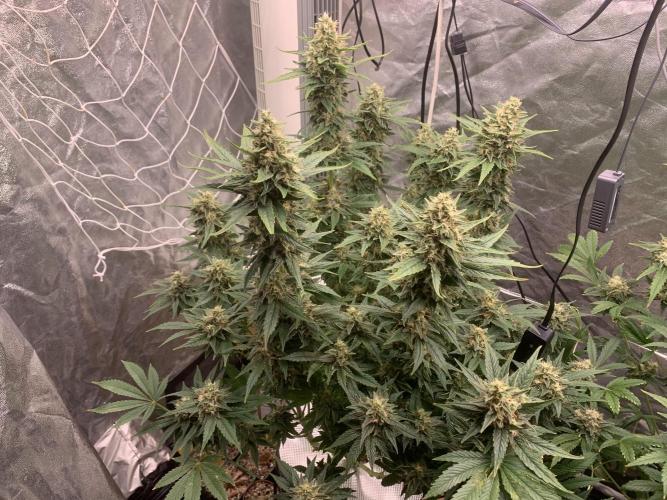 FORBIDDENTZ Paisa seeds hydro. Week 9