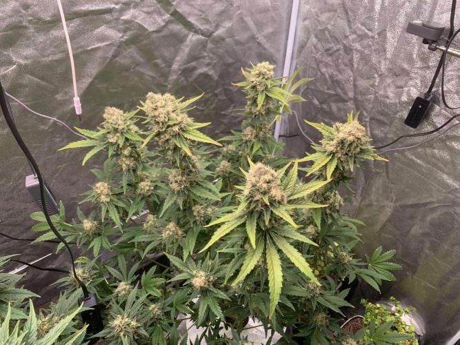 FORBIDDENTZ Paisa seeds hydro. Week 9