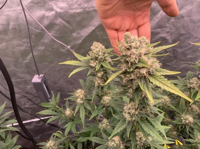 FORBIDDENTZ Paisa seeds hydro. Week 9