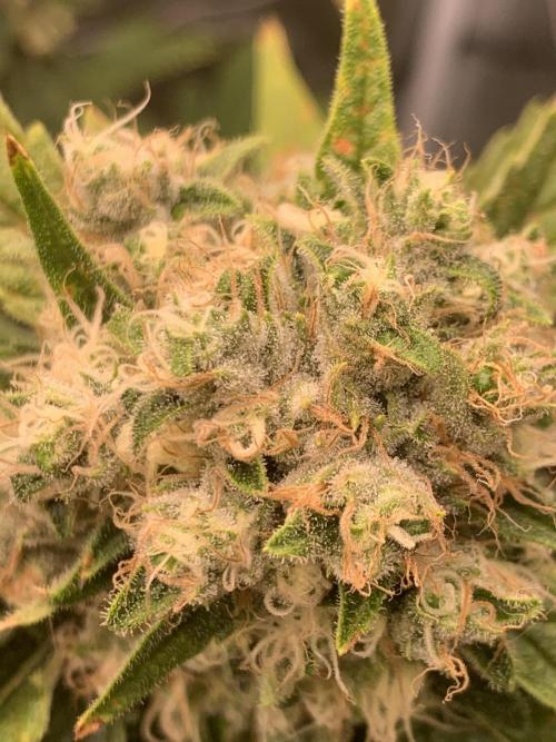 FORBIDDENTZ Paisa seeds hydro. Week 9