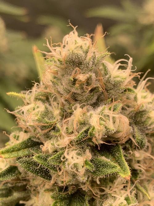 FORBIDDENTZ Paisa seeds hydro. Week 9