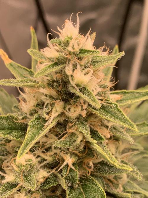 FORBIDDENTZ Paisa seeds hydro. Week 9