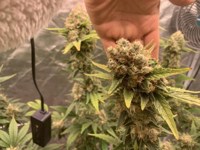 FORBIDDENTZ Paisa seeds hydro. Week 10