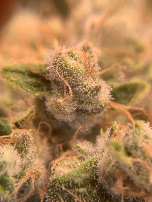 FORBIDDENTZ Paisa seeds hydro. Week 10