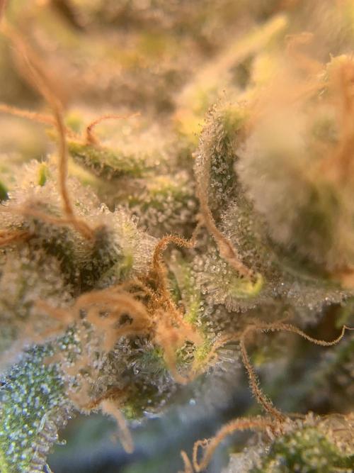 FORBIDDENTZ Paisa seeds hydro. Week 10