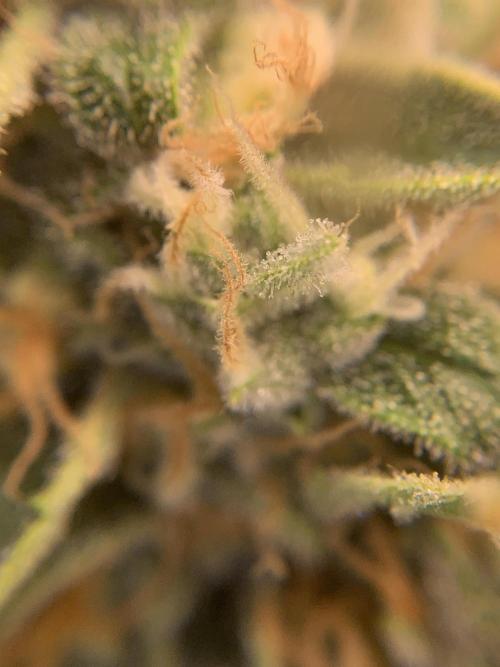 FORBIDDENTZ Paisa seeds hydro. Week 10