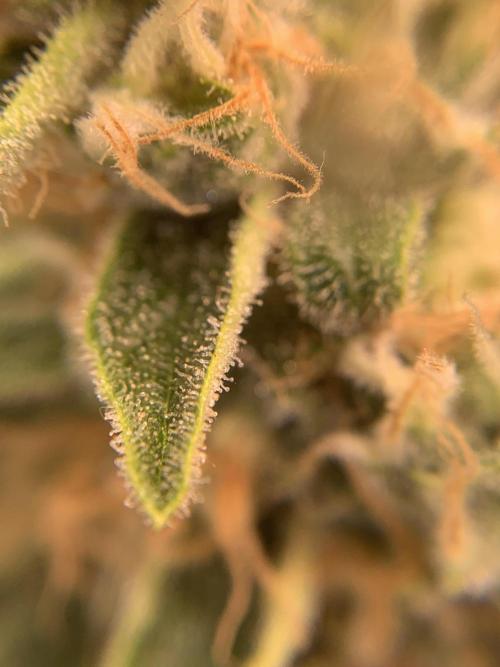 FORBIDDENTZ Paisa seeds hydro. Week 10