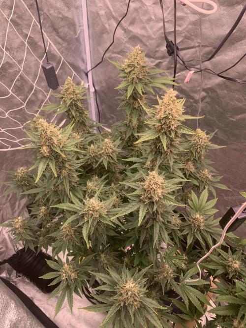 FORBIDDENTZ Paisa seeds hydro. Week 10