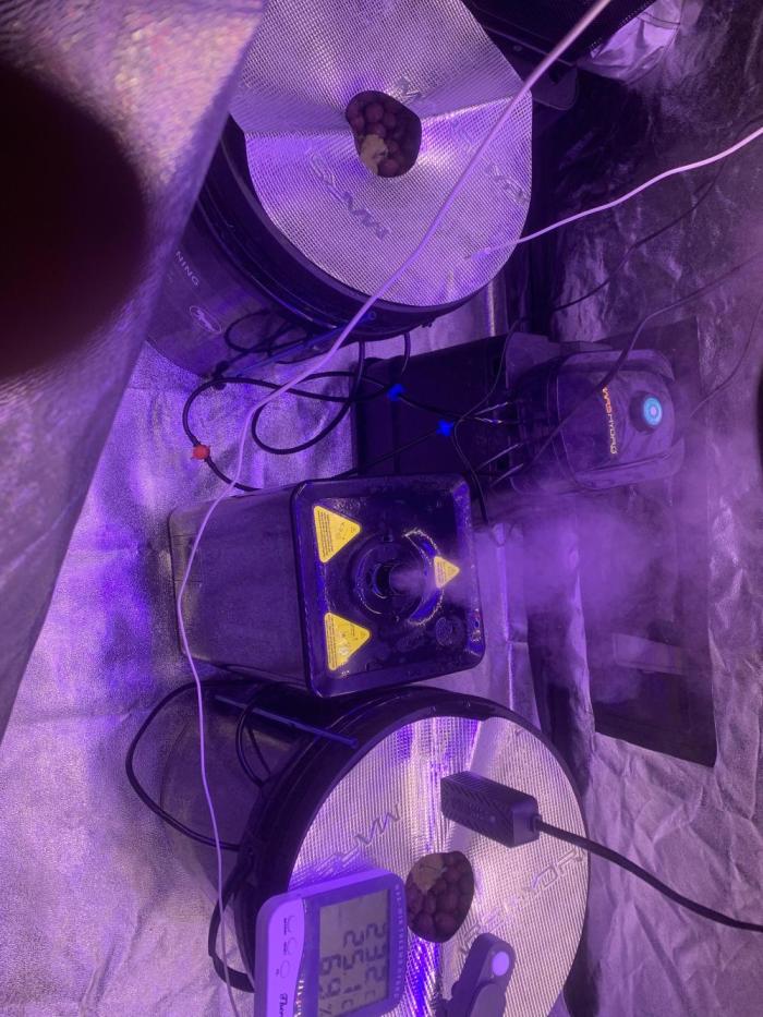 LFG and Red Hot Cookies DWC. Week 0