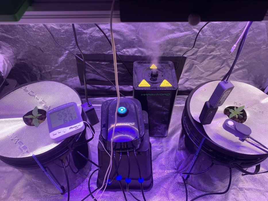 LFG and Red Hot Cookies DWC. Week 1 - 2nd day of the week1