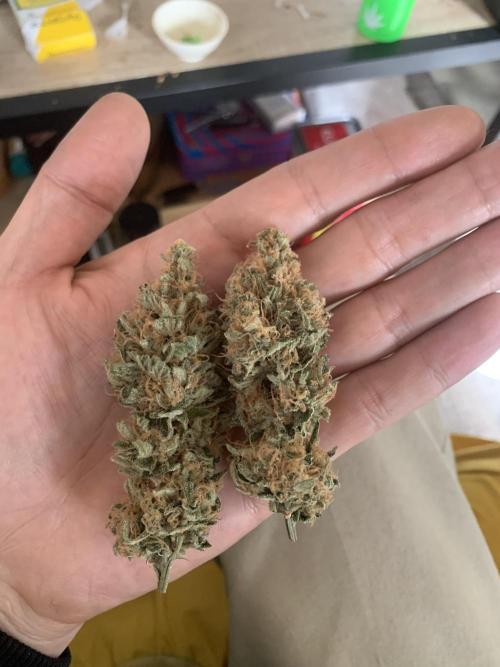 FORBIDDENTZ Paisa seeds hydro. Week 11