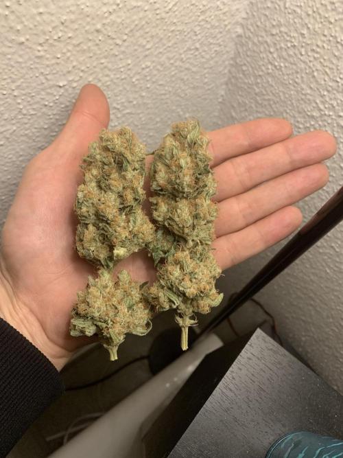 FORBIDDENTZ Paisa seeds hydro. Week 11