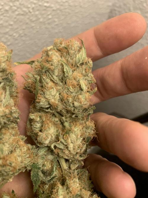 FORBIDDENTZ Paisa seeds hydro. Week 11