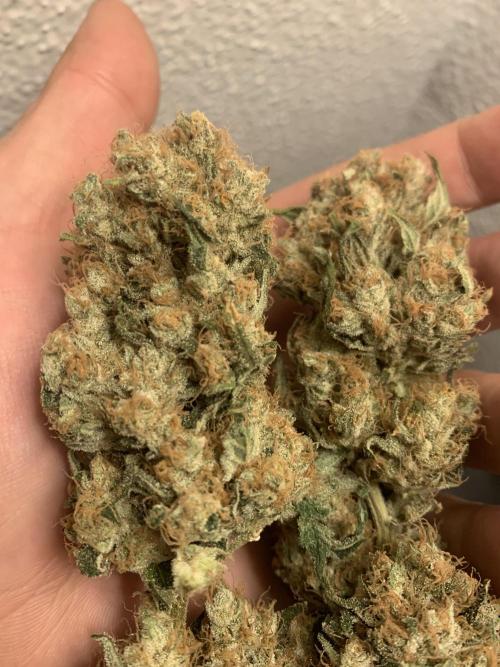 FORBIDDENTZ Paisa seeds hydro. Week 11