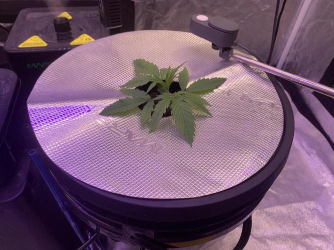LFG and Red Hot Cookies DWC. Week 2 - 1st day week 2