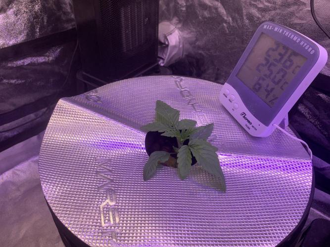 LFG and Red Hot Cookies DWC. Week 2 - 1st day week 2