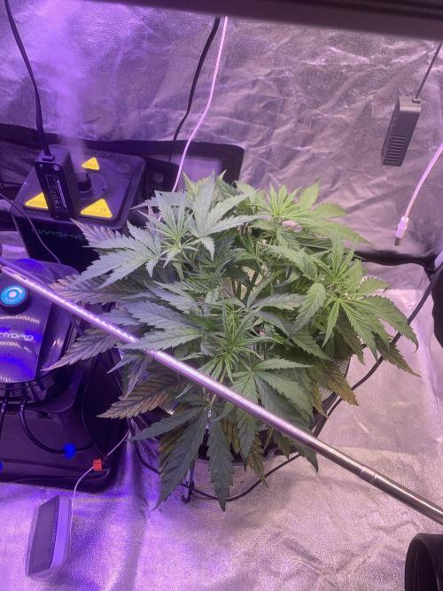 LFG and Red Hot Cookies DWC. Week 3 - Day 25