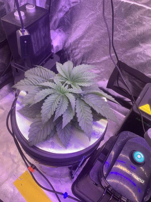 LFG and Red Hot Cookies DWC. Week 3 - Day 25