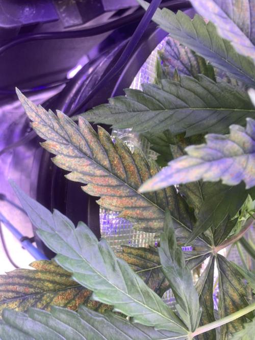 LFG and Red Hot Cookies DWC. Week 3 - Calcium problem