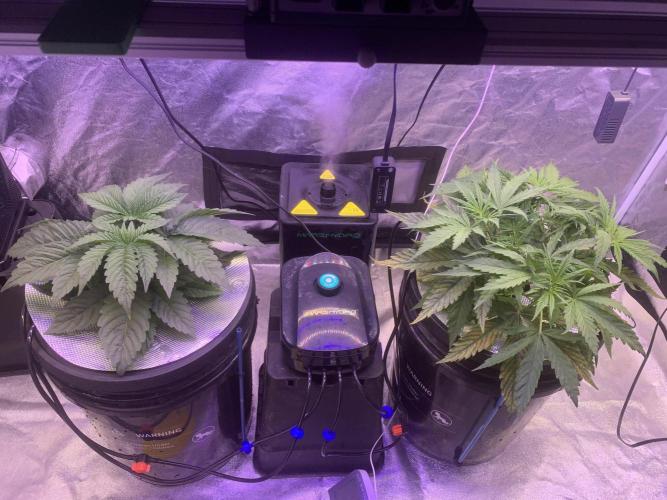 LFG and Red Hot Cookies DWC. Week 3 - Day 25