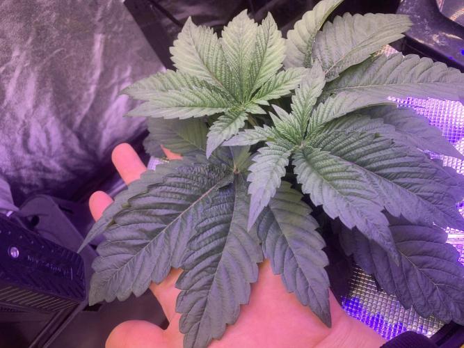LFG and Red Hot Cookies DWC. Week 3 - Day 25