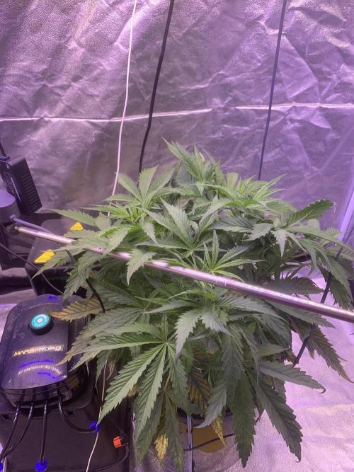 LFG and Red Hot Cookies DWC. Week 4