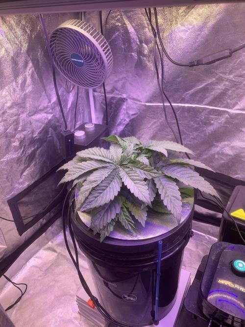 LFG and Red Hot Cookies DWC. Week 4
