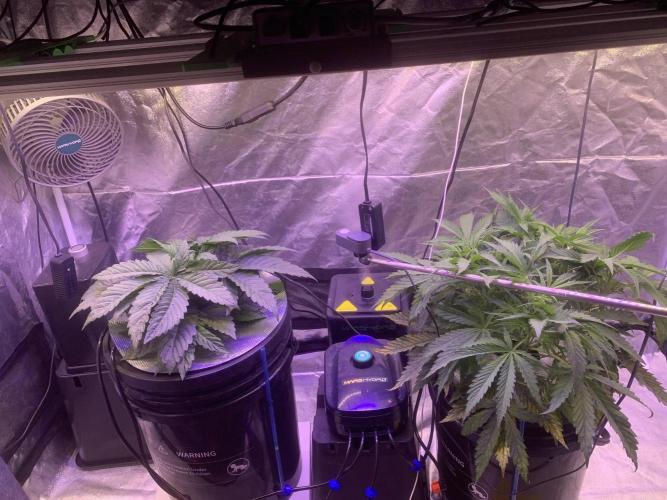 LFG and Red Hot Cookies DWC. Week 4