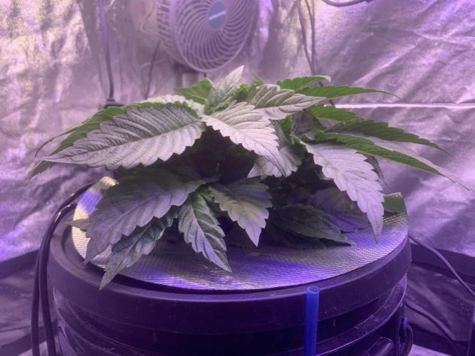 LFG and Red Hot Cookies DWC. Week 4