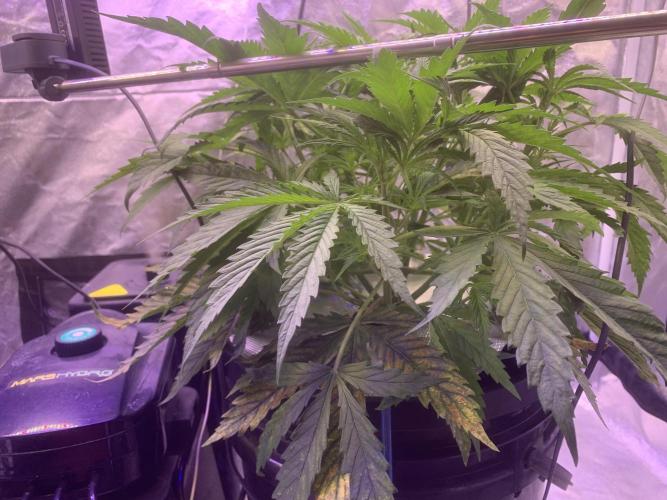 LFG and Red Hot Cookies DWC. Week 4