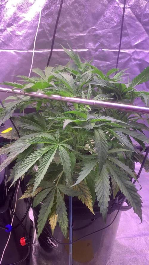 LFG and Red Hot Cookies DWC
