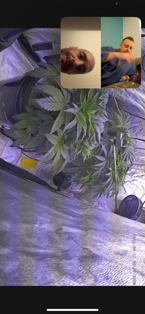 LFG and Red Hot Cookies DWC. Week 6