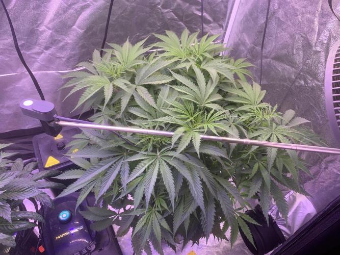 LFG and Red Hot Cookies DWC. Week 6